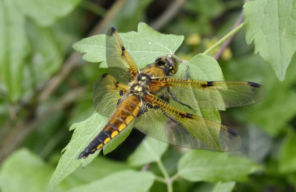 Libellula quadrimaculata